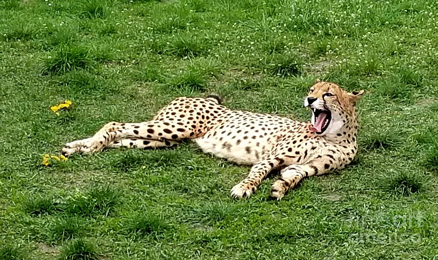 Lounging Cheetah Photograph by Michael Graham