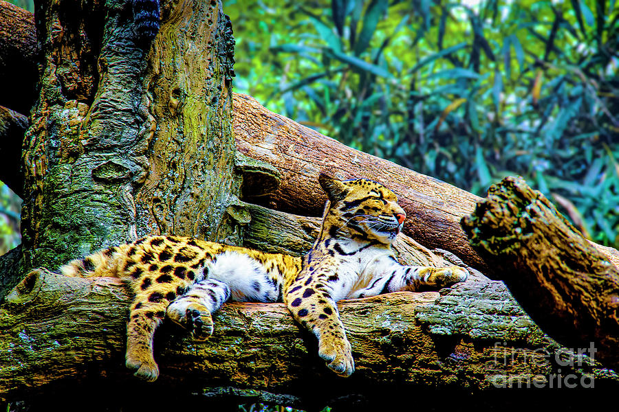 Lounging Clouded Leopard Photograph by Marina McLain