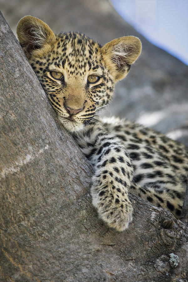 Lounging Leopard Cub Photograph by Suzi Eszterhas