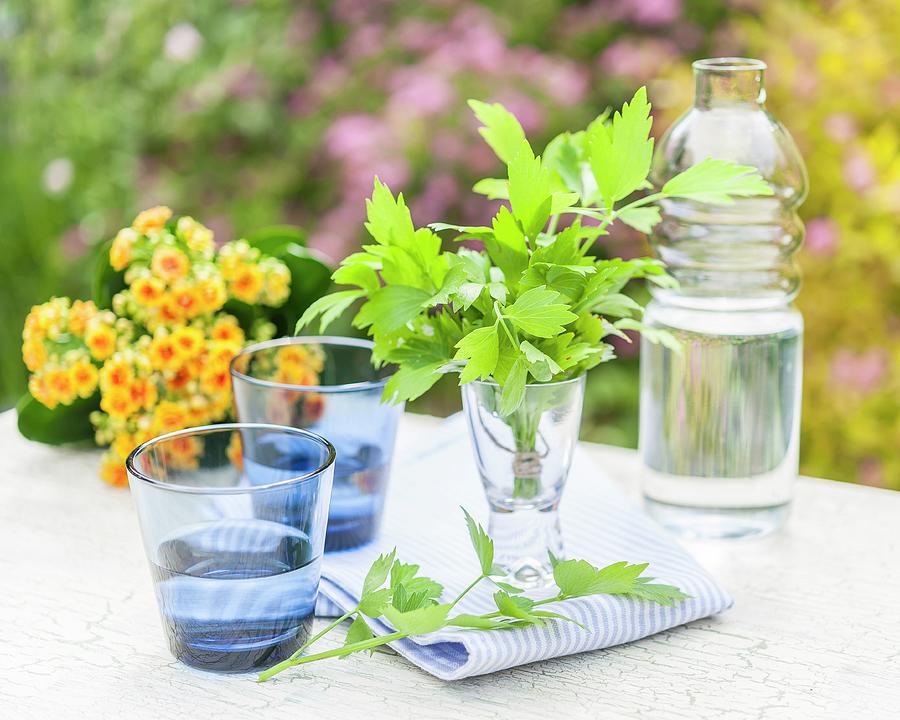 Lovage In A Glass Of Water On A Garden Table Photograph by The Studio Collection