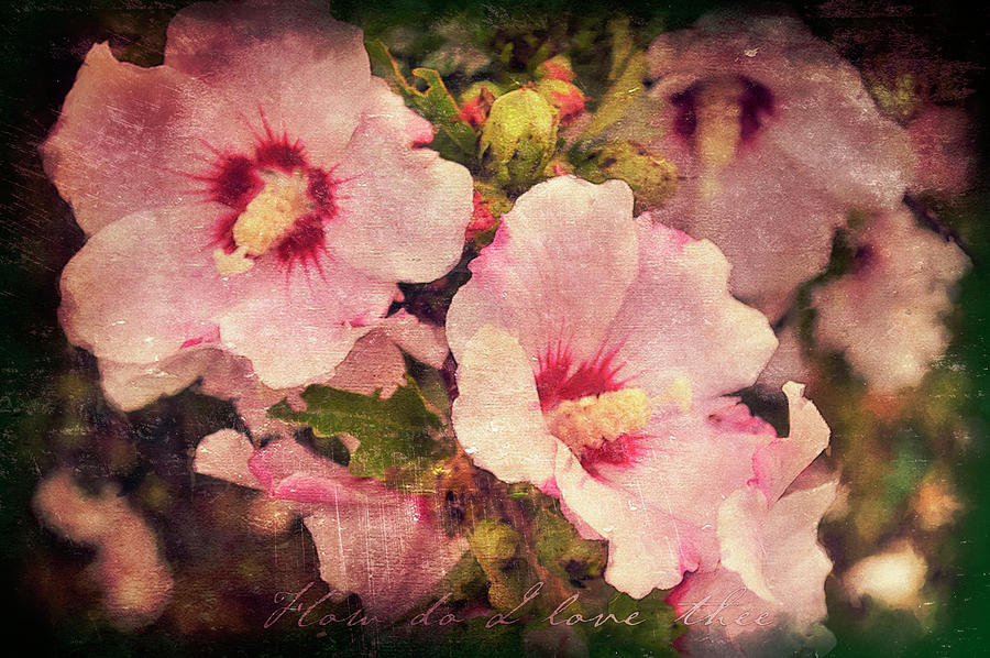 Love And The Rose Of Sharon Photograph