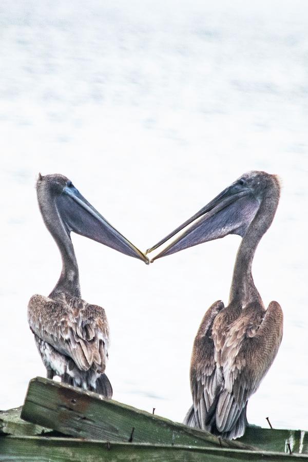 Love Birds Photograph by Mary Ann Artz