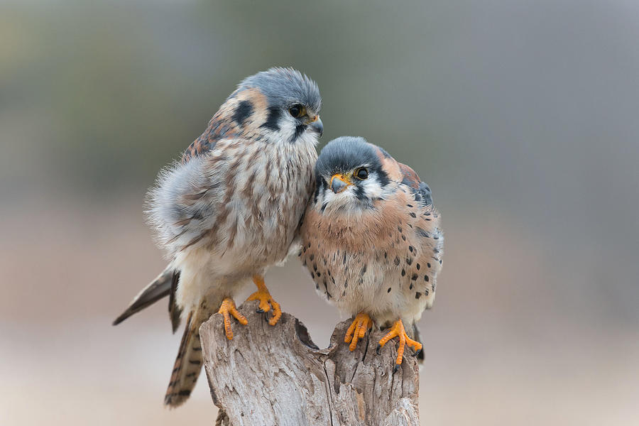 Bird Photograph - Love Birds by Nick Kalathas