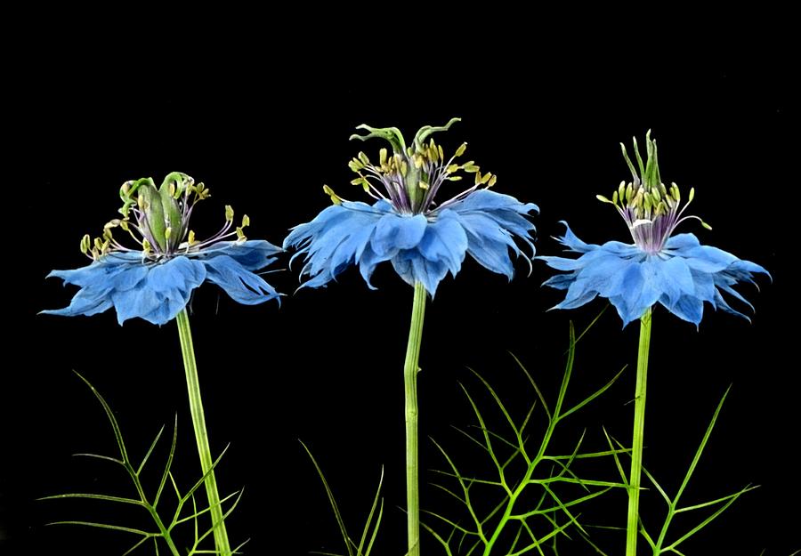 Love-in-a-Mist  Flowers in 3 stages youngest at right, to show change in position of pistils Painting by Celestial Images