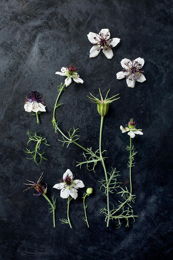 Love-in-a-mist Flowers nigella Damascena On Dark Surface Photograph by Sabine Lscher