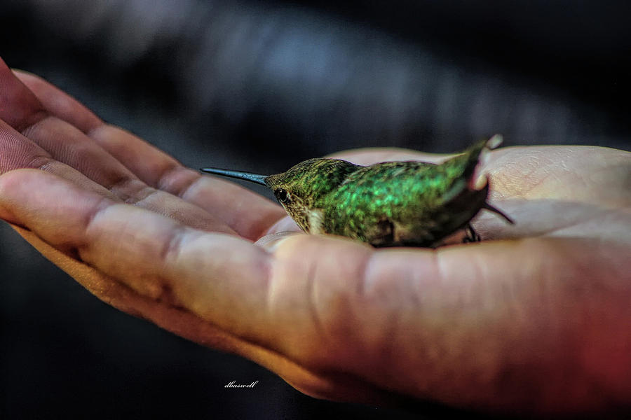 Bird Photograph - Love in hand by Dennis Baswell