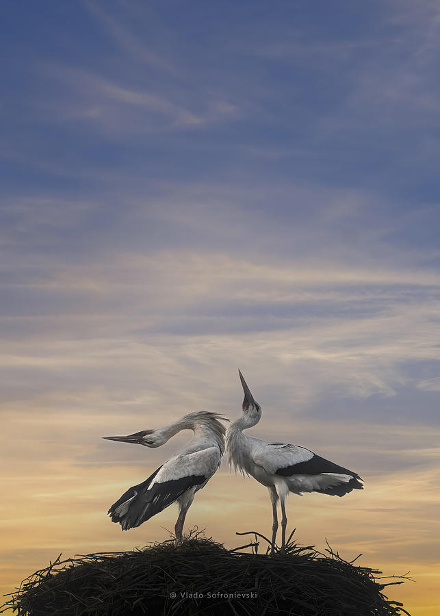 Stork Photograph - Love In The Air by Vlado Sofronievski