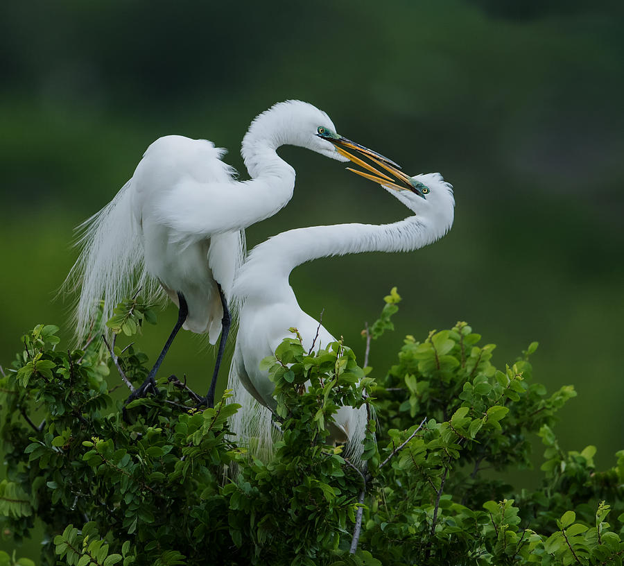 Egret Photograph - Love Is In The Air (2) by Sheila Xu