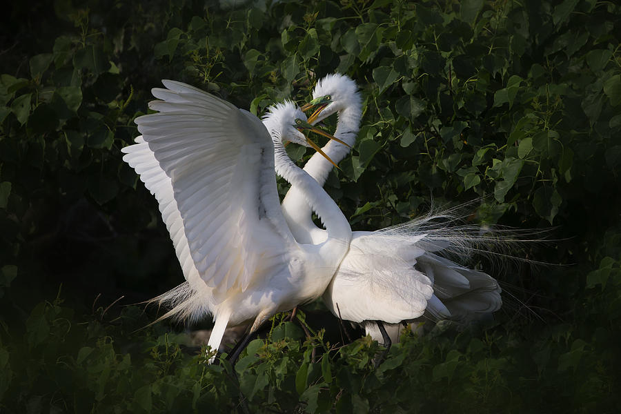 Egret Photograph - Love Is In The Air! by Phillip Chang