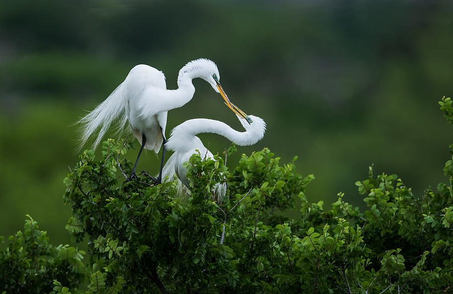Egret Photograph - Love Is In The Air by Sheila Xu