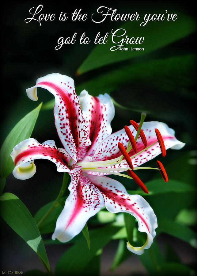 Love is the Flower You've Got to let Grow Photograph by Marilyn DeBlock