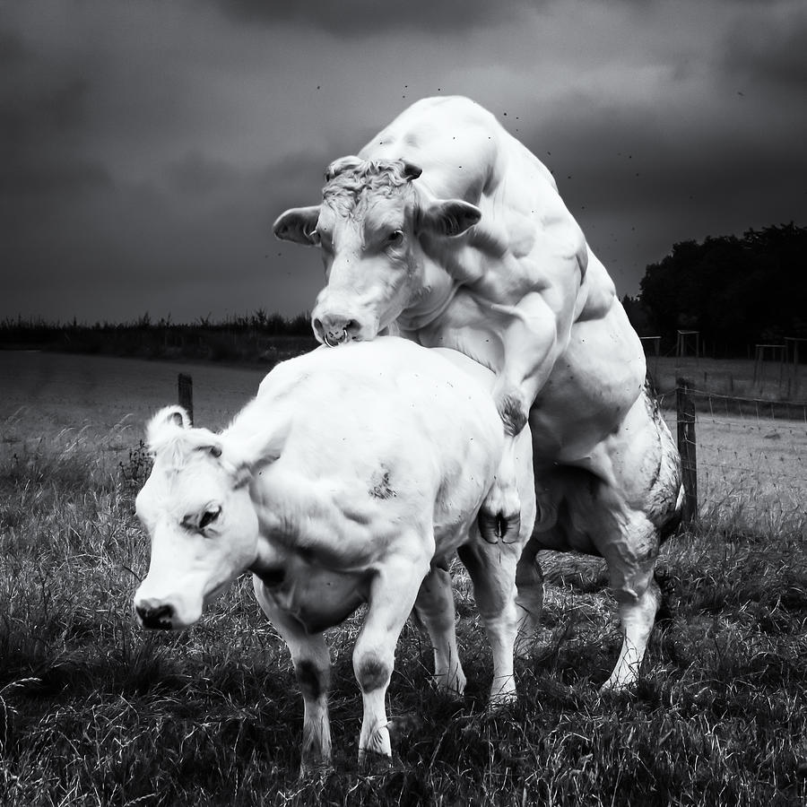 Animal Photograph - Love by Katelijne De Brabandere