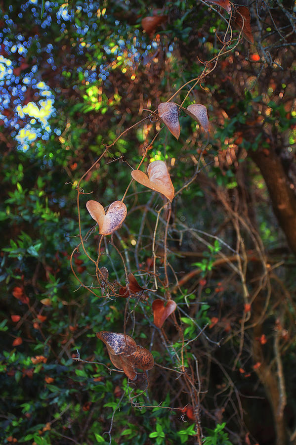Love Leaves Photograph by Lauri Novak