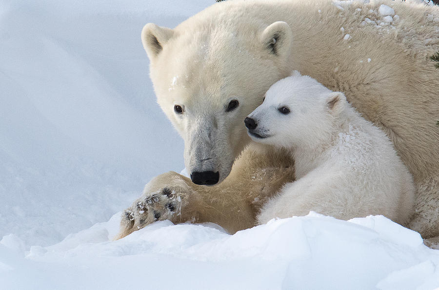 Bear Photograph - Love My Mommy! by Liwen Tao