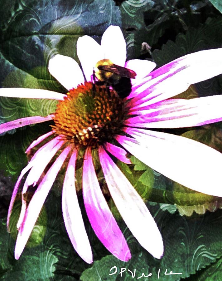 Bee Painting - Love of the Bee  by Dottie Visker