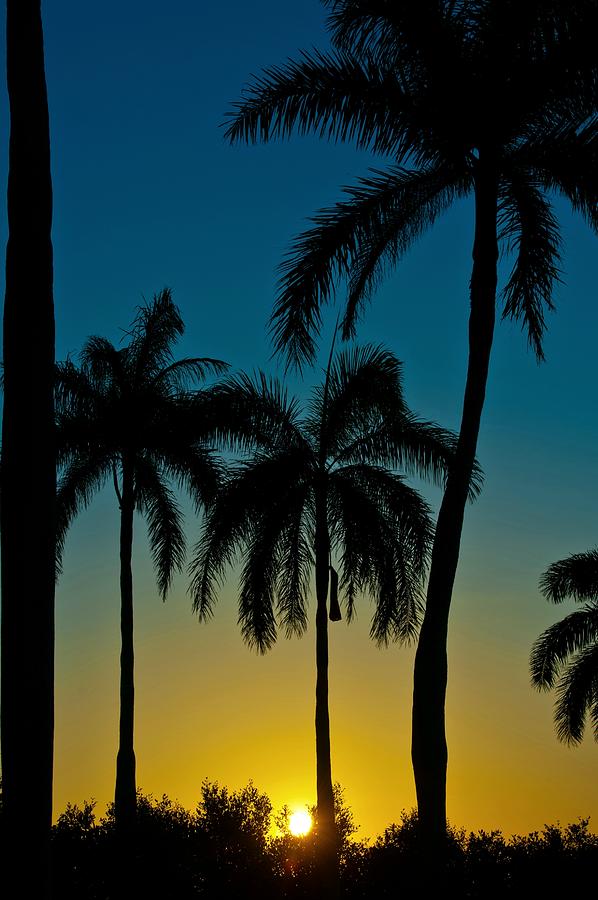 Love Palm trees Photograph by Edgar Estrada - Fine Art America