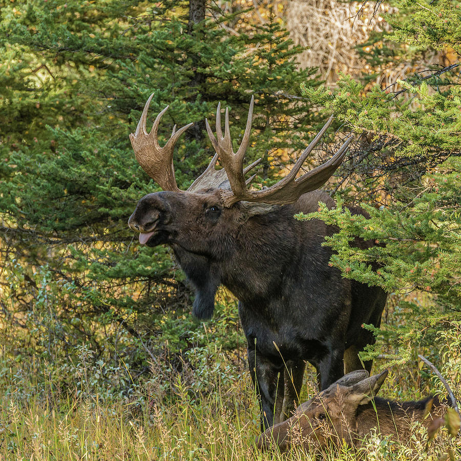 Love-Sick Bull Moose Photograph by Yeates Photography
