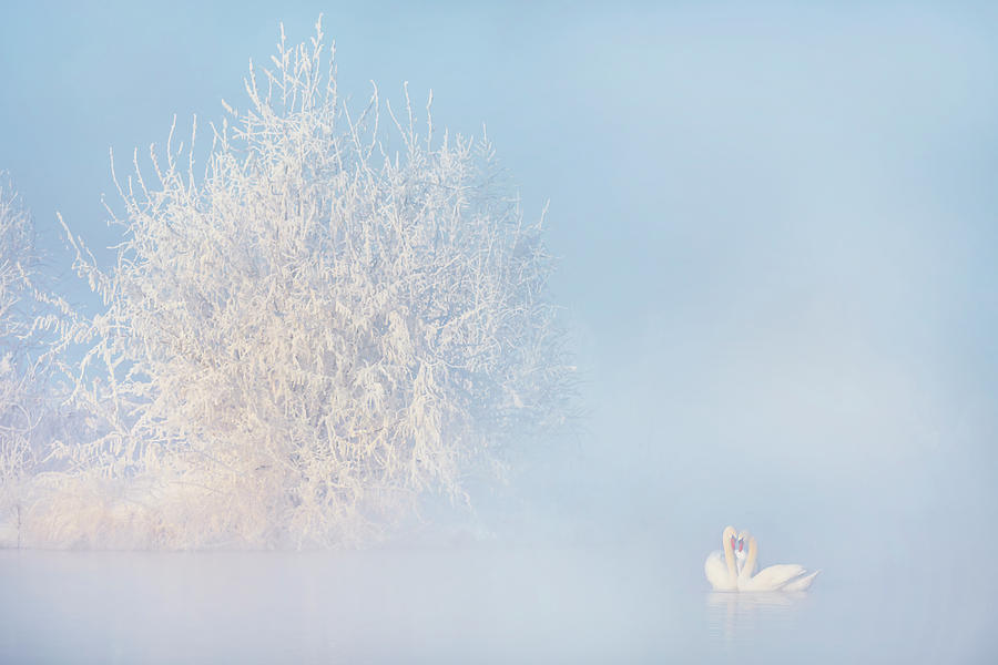 Wildlife Photograph - Love Story In The Winter by Annie Poreider