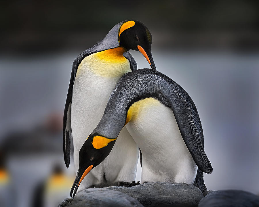 Penguin Photograph - Love Story Of King Penguins by Annie Poreider