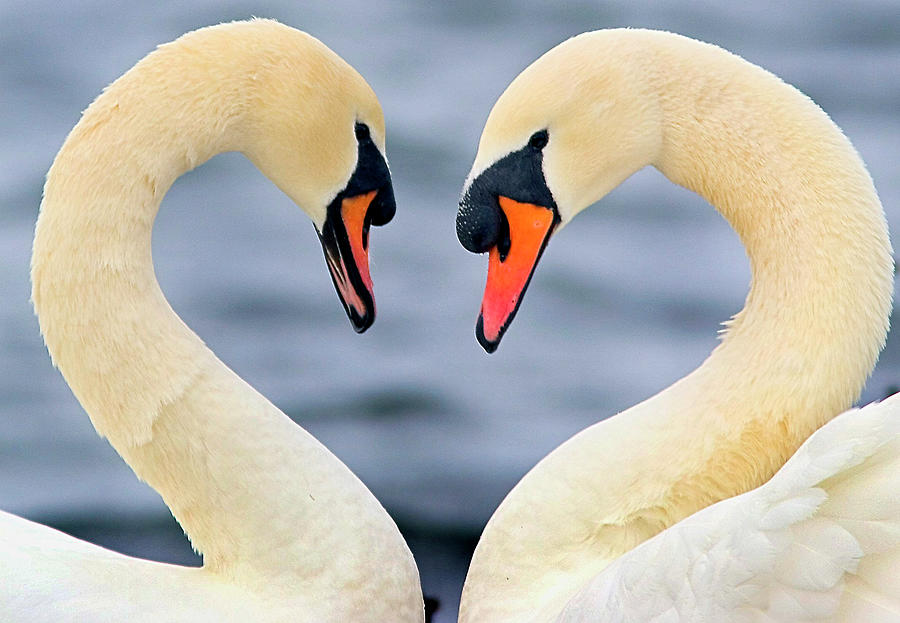 Love Swans Photograph by Darren Stone