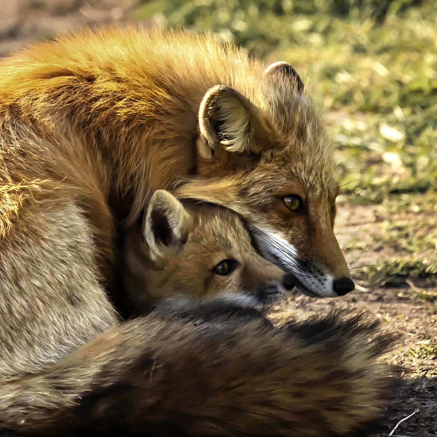 Firefox Photograph - Love by Yibing Nie