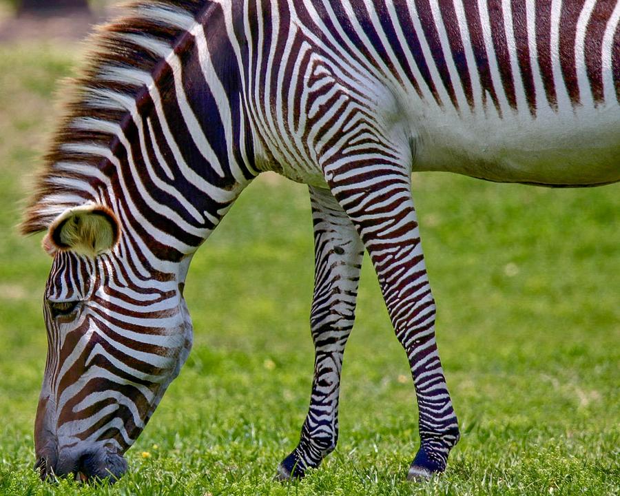 Love Zebras Photograph by Susan Rydberg