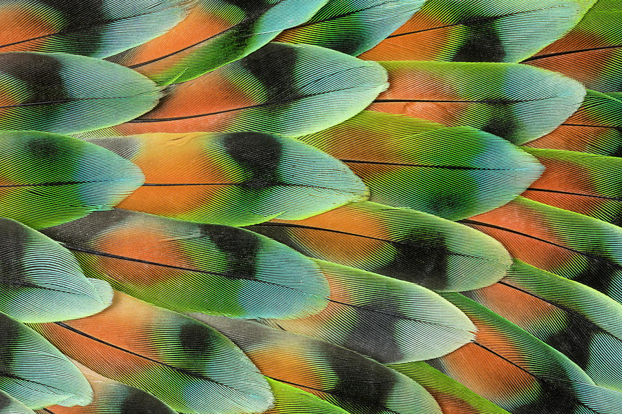 Lovebird Photograph - Lovebird Tail Feather Pattern, Bandon by Darrell Gulin
