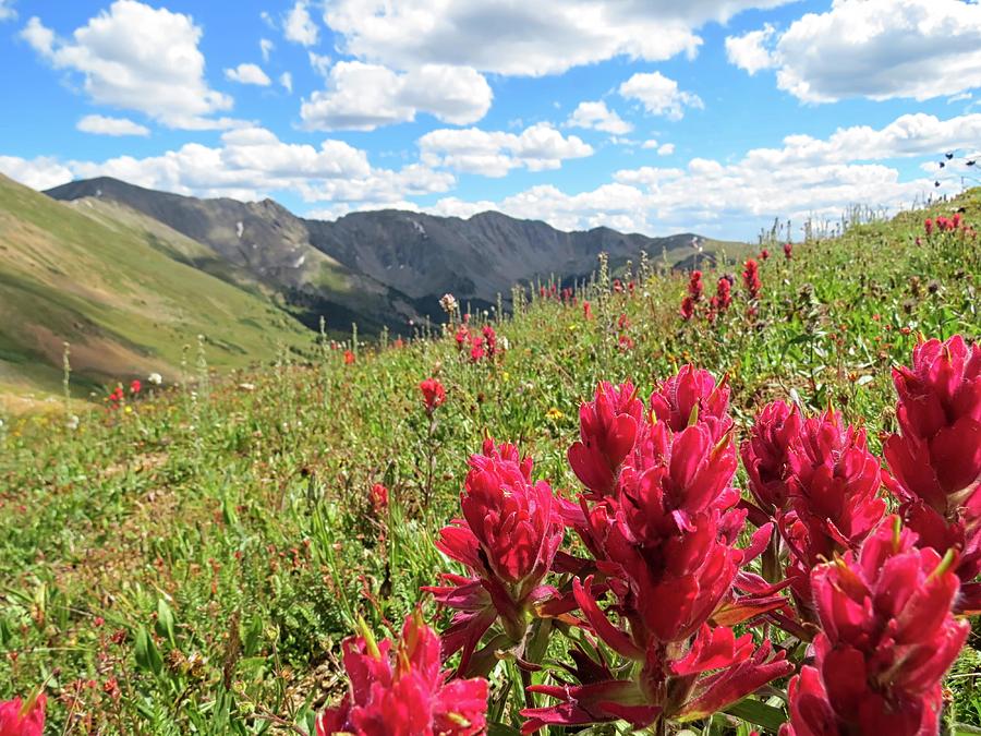 Loveland Pass Wildflowers Photograph by Connor Beekman