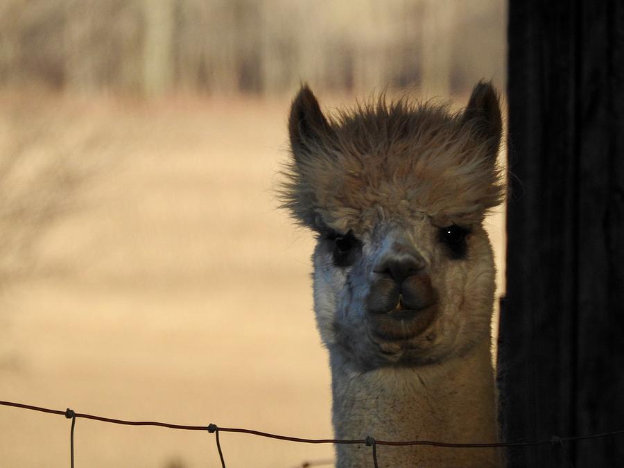 Lovely Alpaca Eyes Photograph by Kathy Chism
