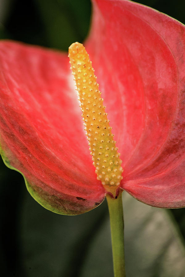 Lovely Anthurium Photograph by Don Johnson
