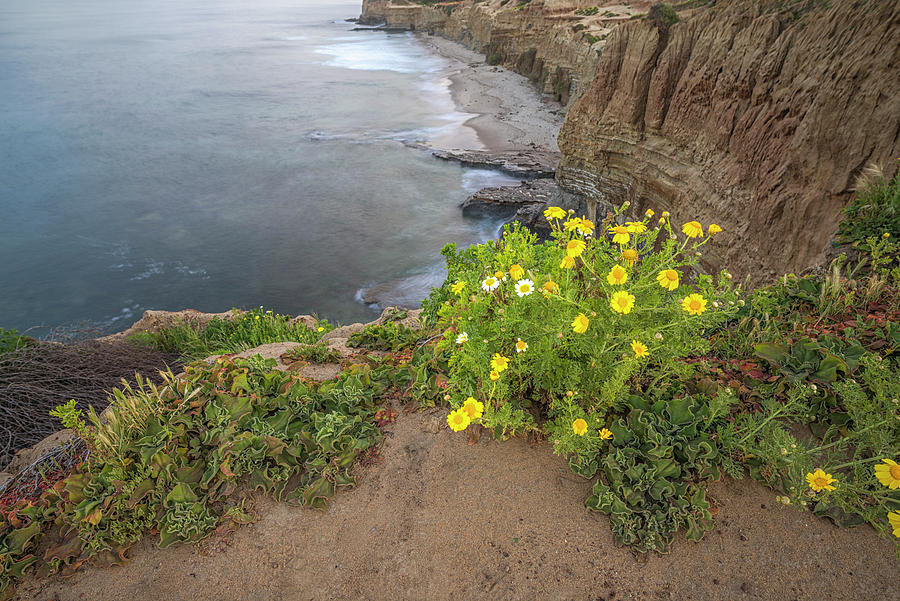 Lovely Bloom At The Cliffs #3 by Joseph S Giacalone Lovely Bloom At The Cliffs #3 by Joseph S Giacalone