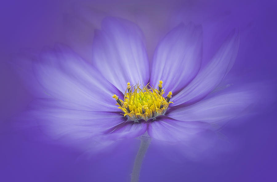 Candy Photograph - Lovely Candy Stripe Cosmos by Lydia Jacobs