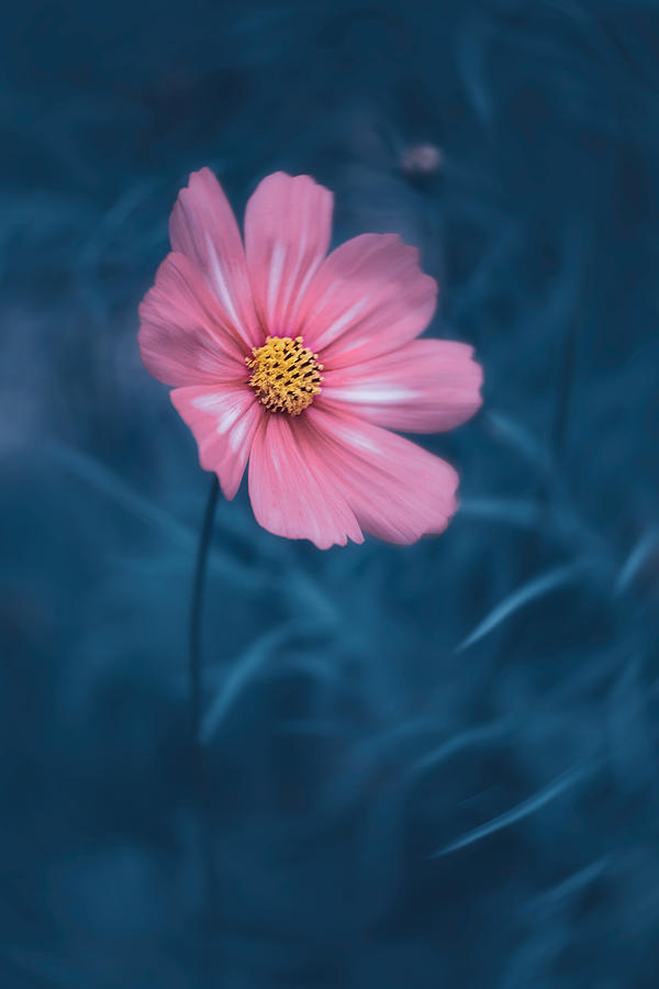 Lovely Cosmos Photograph by Lydia Jacobs - Fine Art America