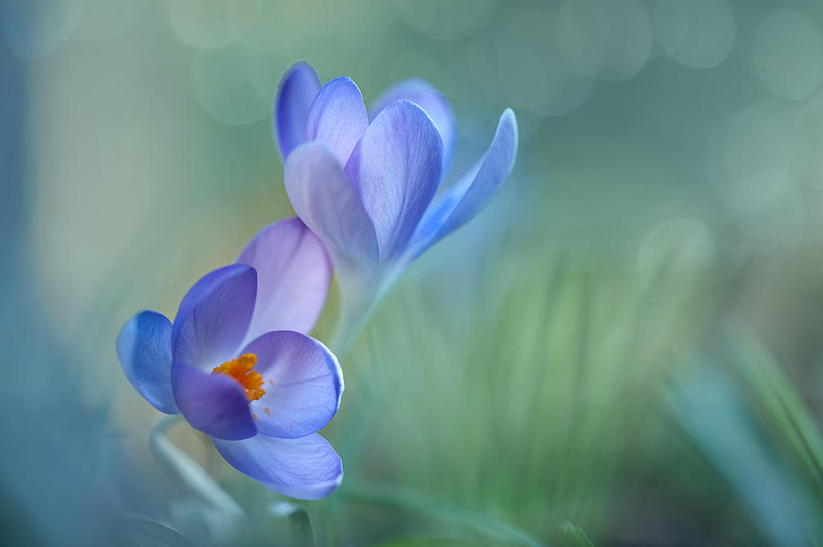 Lovely Couple....... Photograph by Piet Haaksma Lovely Couple....... Photograph by Piet Haaksma
