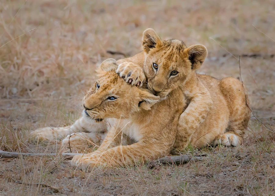 Animal Photograph - Lovely Cubs by Young Feng