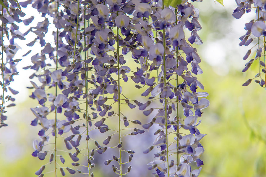 Lovely Curtain Of Purple Wisteria Bloom Photograph