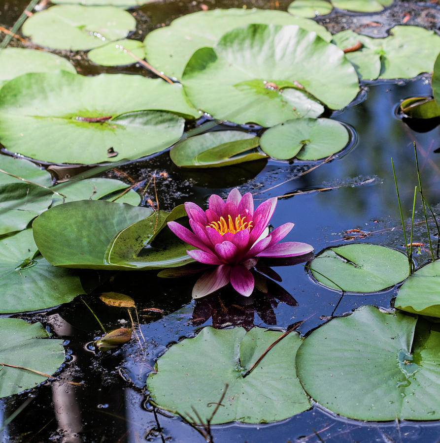 Lovely Dark Pink Waterlilies on Pond Photograph by Kathy Clark