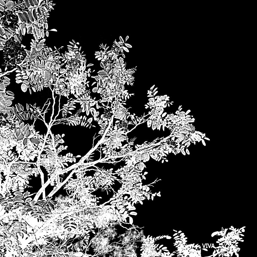 Lovely Leaves  White-On-Black Silhouette Photograph by VIVA Anderson