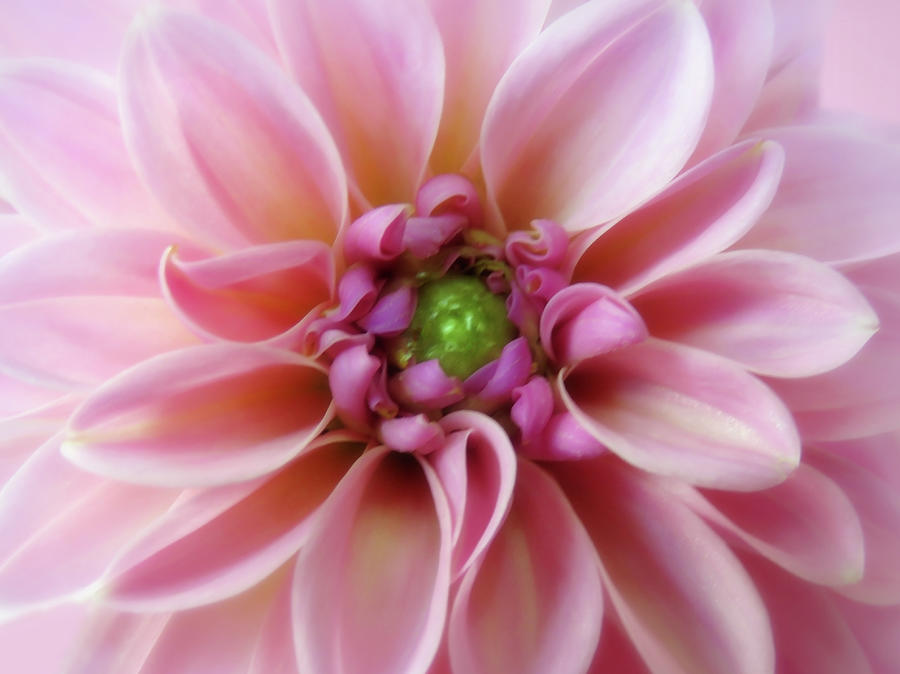 Lovely Light Pink Dahlia Dream Photograph by Johanna Hurmerinta