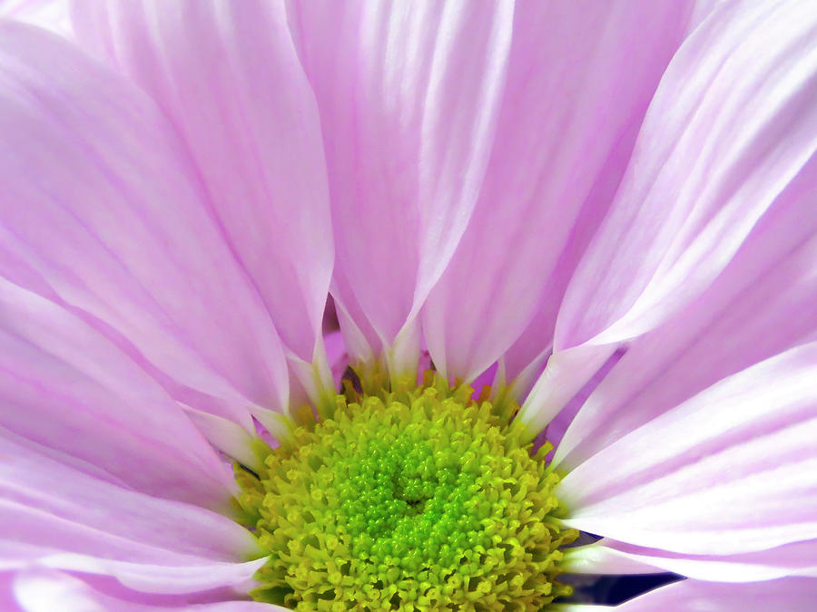 Lovely Light Pink Daisy Flower Photograph by Johanna Hurmerinta