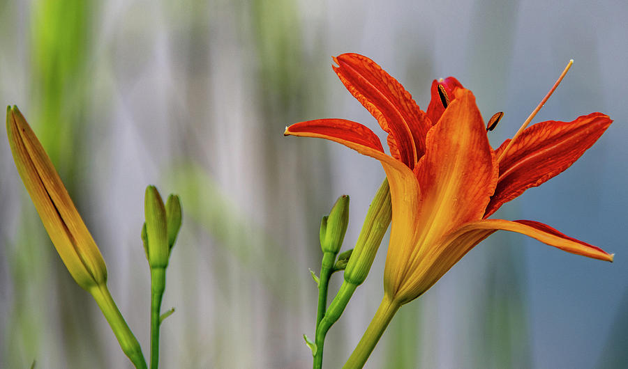 Lovely Lily Photograph by Marcy Wielfaert