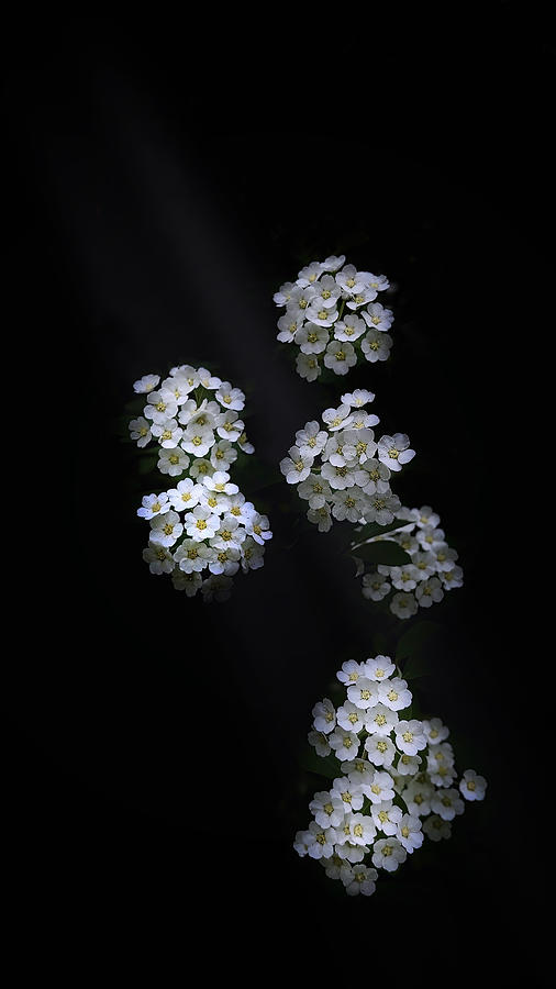 Lovely Little Flowers Photograph by Molly Fu