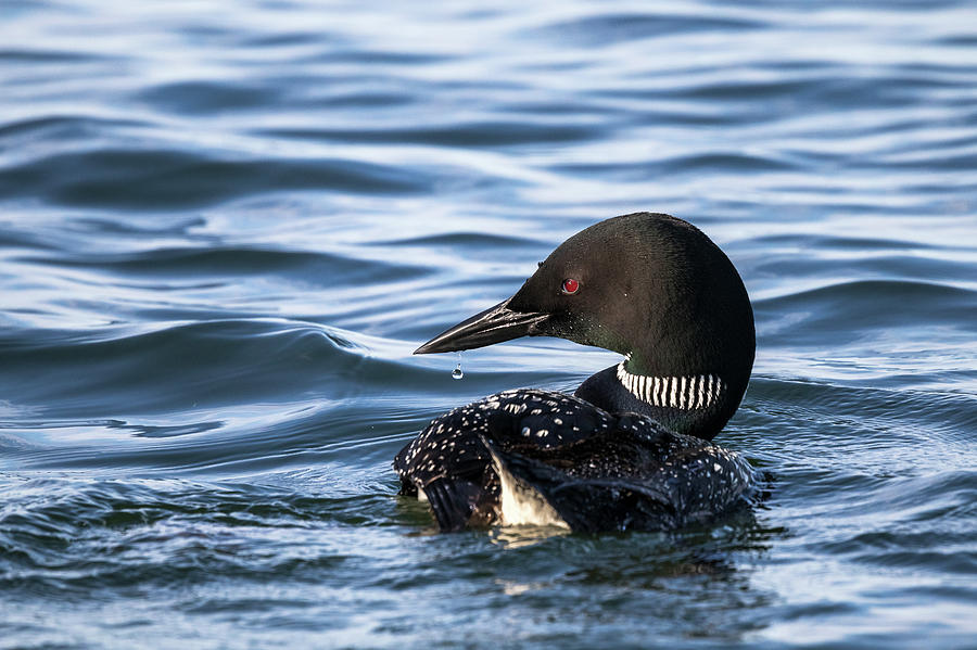 Lovely Loon Photograph by Penny Meyers