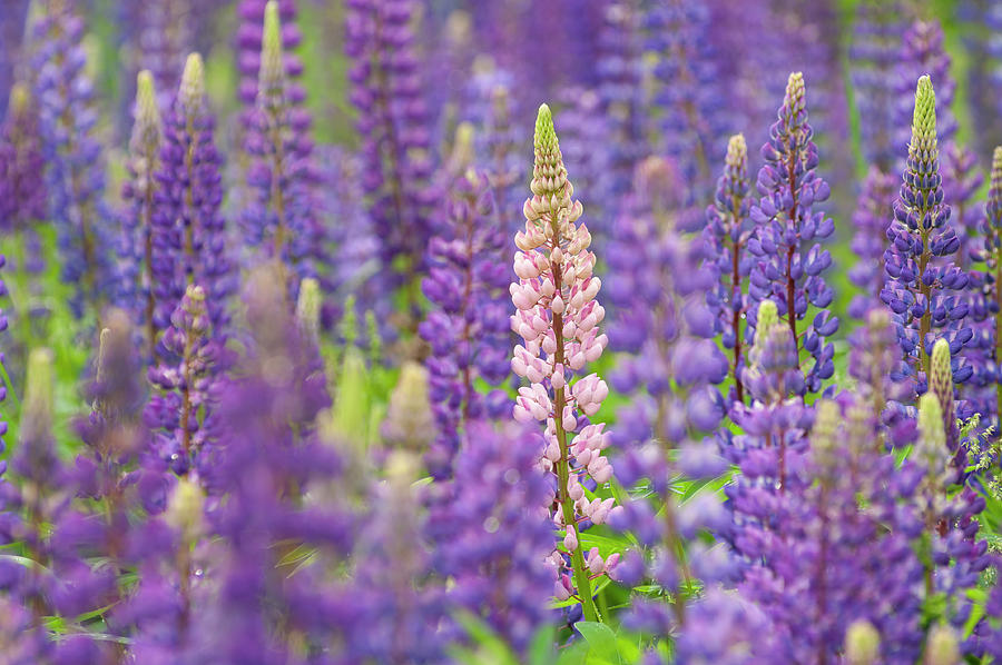 Lovely Lupines Photograph by Greg Vaughn - Fine Art America