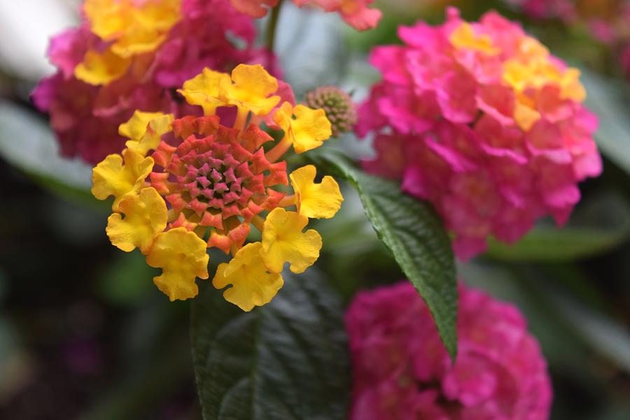 Lovely Luscious Lantana Photograph by Alan Sieg - Pixels