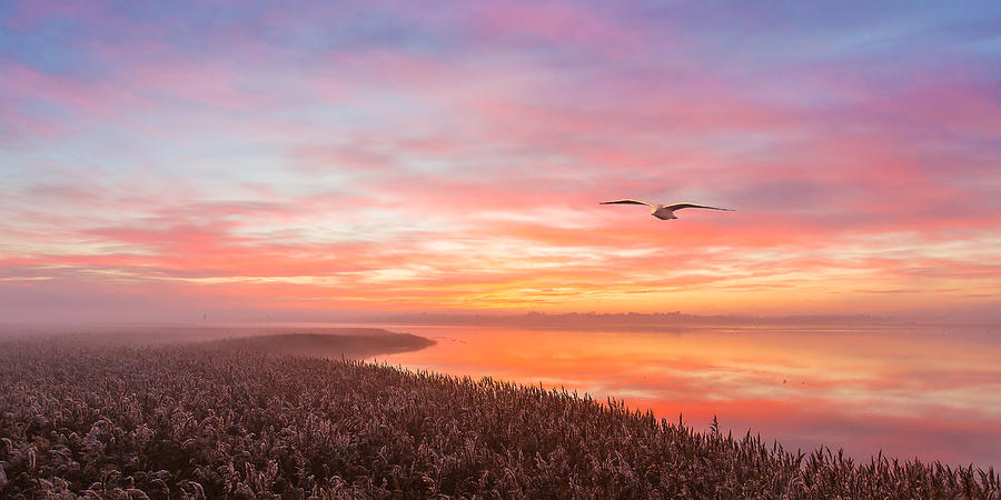 Lovely Morning Flight. Photograph by Leif Lndal
