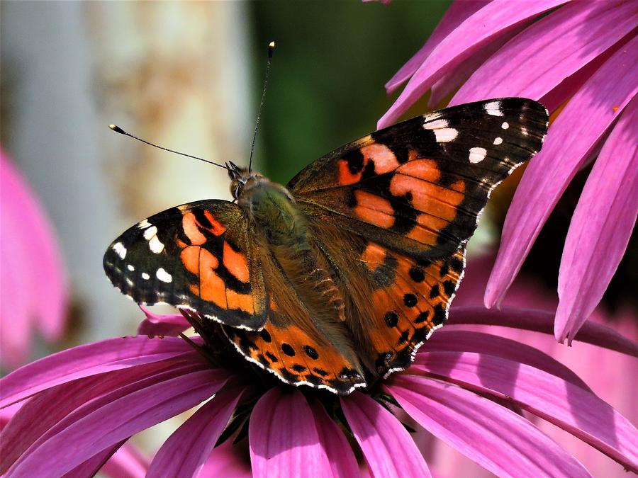 Lovely Painted Lady  Photograph by Lori Frisch