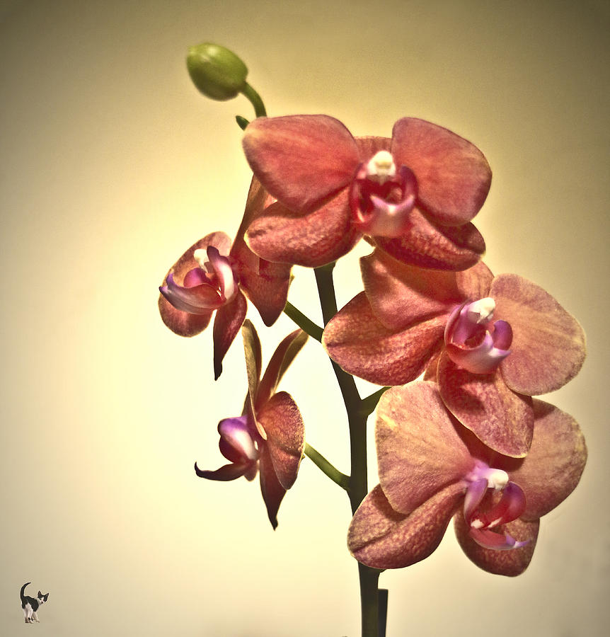 Lovely Phaleonopsis Orchid Photograph by Joyce Dickens