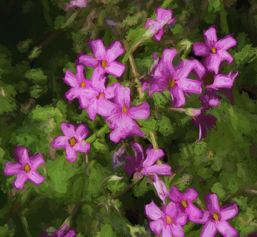 Lovely Pink Oxalis Blossoms  Photograph by Kathy Clark