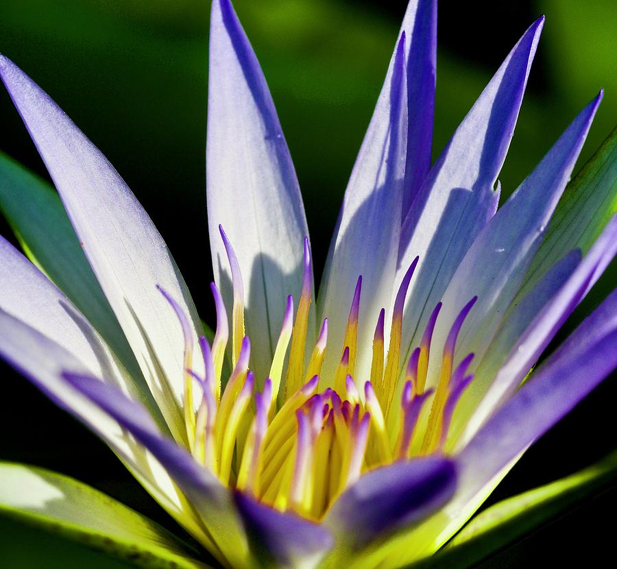 Lovely Purple WaterLily on a Summer Day Photograph by L Bosco